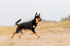 young Australian Kelpie