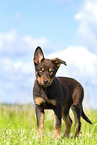 Australian Kelpie Puppy