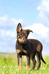 Australian Kelpie Puppy