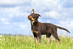 Australian Kelpie Puppy