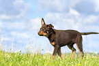 Australian Kelpie Puppy