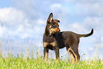 Australian Kelpie Puppy