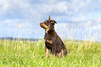 Australian Kelpie Puppy