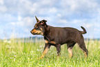 Australian Kelpie Puppy