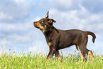 Australian Kelpie Puppy