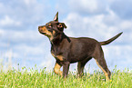 Australian Kelpie Puppy