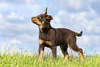 Australian Kelpie Puppy