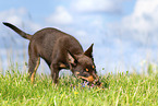 Australian Kelpie Puppy