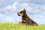 Australian Kelpie Puppy