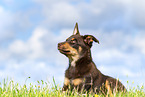 Australian Kelpie Puppy