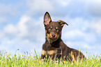 Australian Kelpie Puppy