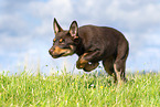 Australian Kelpie Puppy