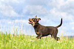 Australian Kelpie Puppy