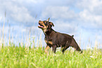 Australian Kelpie Puppy