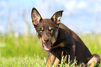 Australian Kelpie Puppy