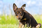 Australian Kelpie Puppy