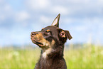 Australian Kelpie Puppy