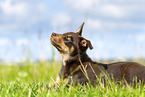 Australian Kelpie Puppy