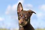 Australian Kelpie Puppy