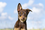 Australian Kelpie Puppy