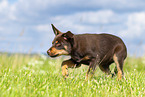 Australian Kelpie Puppy