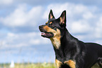 Australian Kelpie in summer