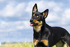 Australian Kelpie in summer