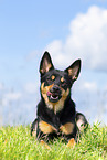 Australian Kelpie in summer