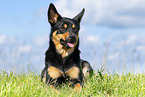 Australian Kelpie in summer