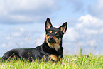 Australian Kelpie in summer