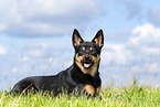 Australian Kelpie in summer