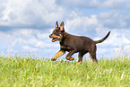 Australian Kelpie Puppy