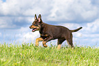 Australian Kelpie Puppy