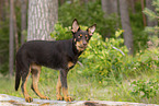 young Australian Kelpie