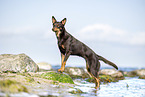 Australian Kelpie