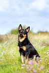 Australian Kelpie