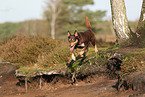 Australian Kelpie