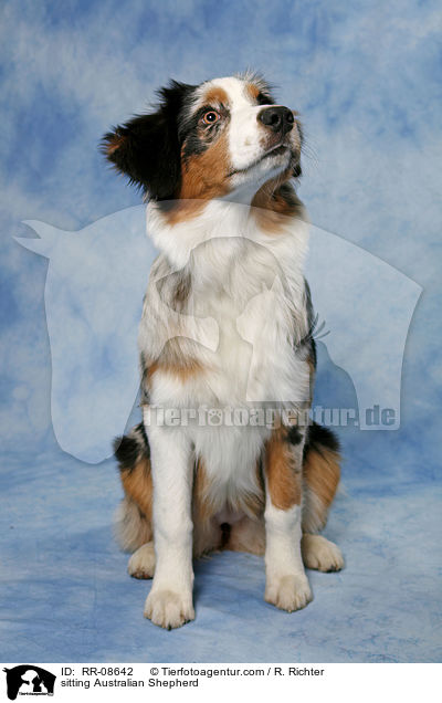 sitzender Australian Shepherd / sitting Australian Shepherd / RR-08642