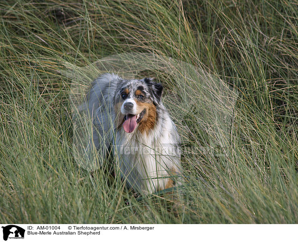 Blue-Merle Australian Shepherd / Blue-Merle Australian Shepherd / AM-01004