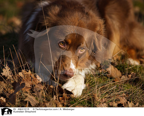 Australian Shepherd / Australian Shepherd / AM-01015