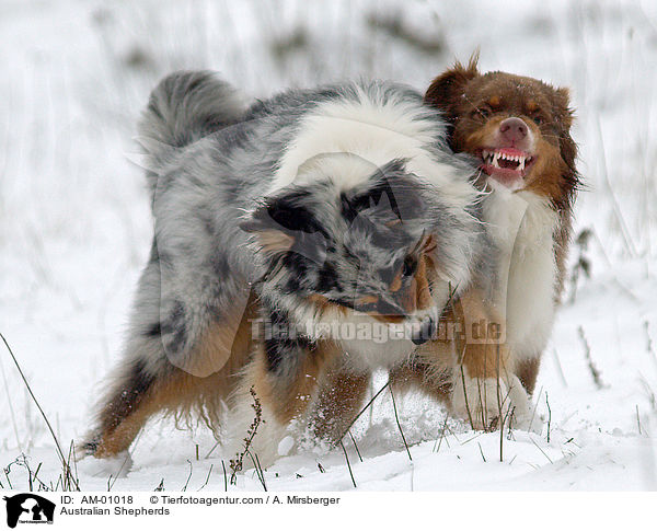 Australian Shepherds / Australian Shepherds / AM-01018