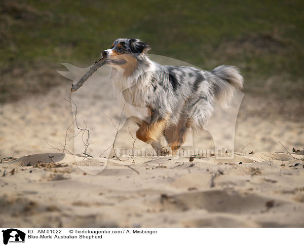 Blue-Merle Australian Shepherd / Blue-Merle Australian Shepherd / AM-01022