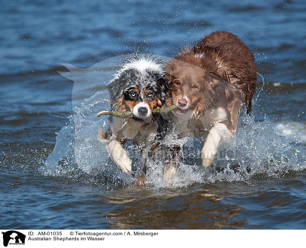 Australian Shepherds im Wasser / Australian Shepherds im Wasser / AM-01035