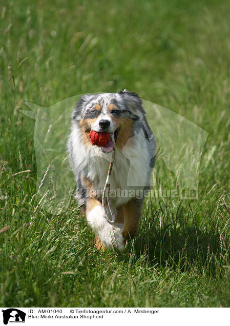 Blue-Merle Australian Shepherd / Blue-Merle Australian Shepherd / AM-01040