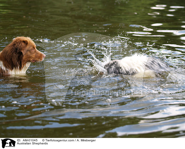 Australian Shepherds / Australian Shepherds / AM-01045