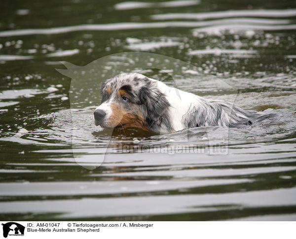 Blue-Merle Australian Shepherd / Blue-Merle Australian Shepherd / AM-01047