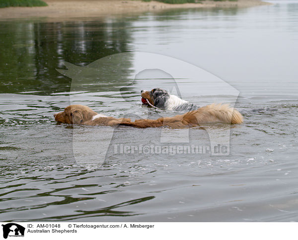 Australian Shepherds / Australian Shepherds / AM-01048