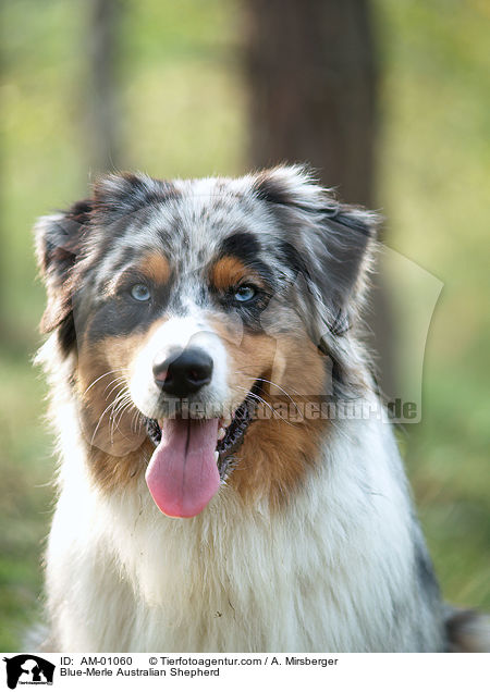 Blue-Merle Australian Shepherd / Blue-Merle Australian Shepherd / AM-01060