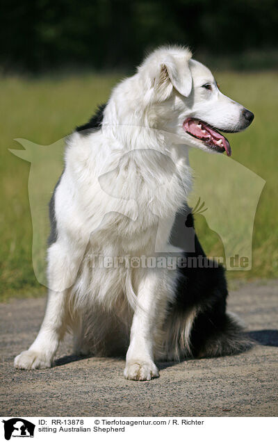 sitzender Australian Shepherd / sitting Australian Shepherd / RR-13878