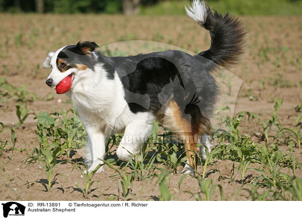 Australian Shepherd / Australian Shepherd / RR-13891